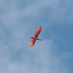 Scarlet Ibis